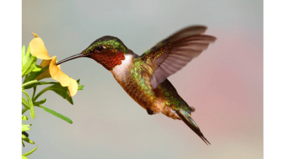 Как создать сад для колибри