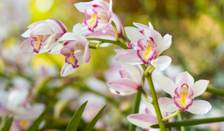 Материнская забота — это величайшая сила в мире. (Doidam 10 via Shutterstock) | Epoch Times Россия