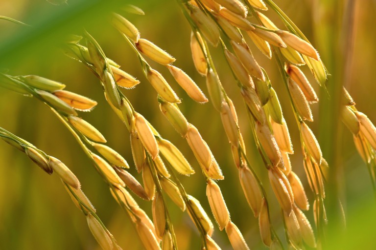 Добросердечный и милосердный человек отправился на рынок, чтобы купить риса на 20 таэлей (746г) серебра. (sevenke via Shutterstock) Бескорыстные поступки приносят невообразимые блага