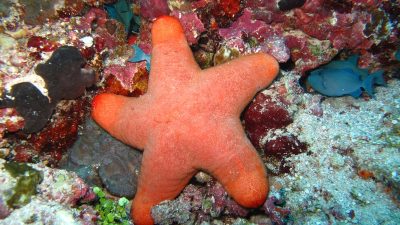 Россиянка привезла из Египта сувениры и случайно нарушила закон