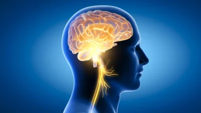 Восемь естественных способов улучшить работу блуждающего нерва