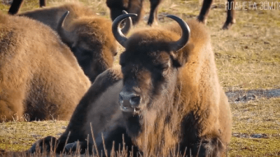 Зубр: выживший гигант европейского леса