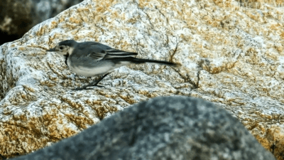 Трясогузка: пернатая танцовщица