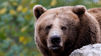 Медведь: косолапый хозяин леса