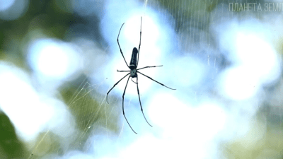 Пауки: природные инженеры