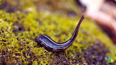 Пиявка забралась девушке в нос и месяц сосала у неё кровь