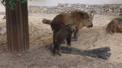 Детёныш сычуаньского такина из Московского зоопарка уже выходит в вольер (видео)