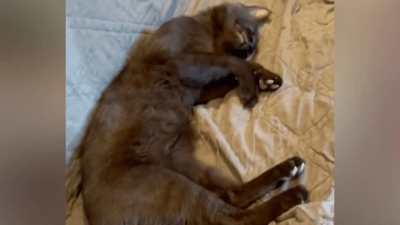 Бродячий кот выбрал себе дом. Но как он договорился с тремя псами, уже живущими там?