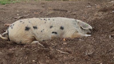 Очаг африканской чумы свиней выявлен в Приморье