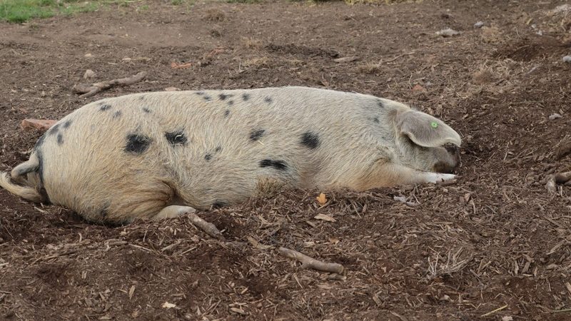 Фото: (pxhere.com/СС0) | Epoch Times Россия