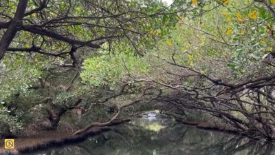 Очаровательный зелёный туннель Сикао в городе Тайнань на юге Тайваня