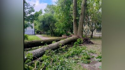 Три человека погибли при падении деревьев во время урагана в Санкт-Петербурге (видео)