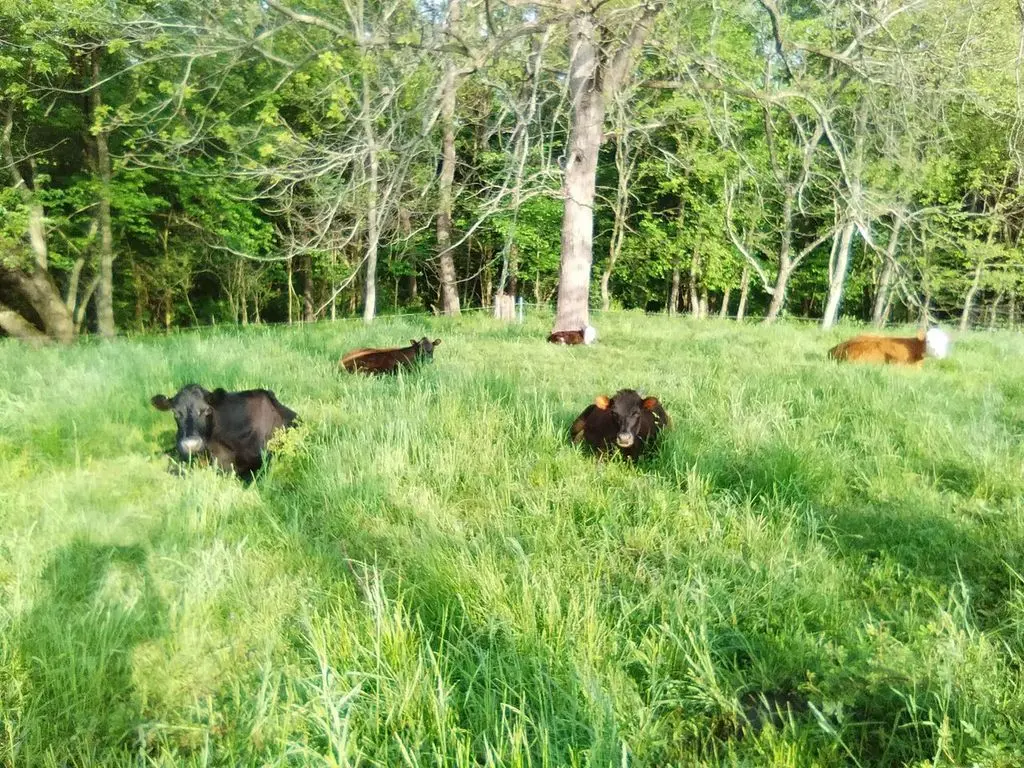 Как сделать сыр из  молока в домашних условиях: совет фермера