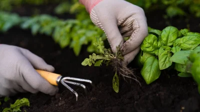 Органическое садоводство: руководство по прополке