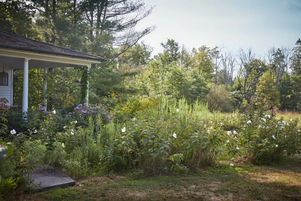 Садовод призывает полюбить сорняки