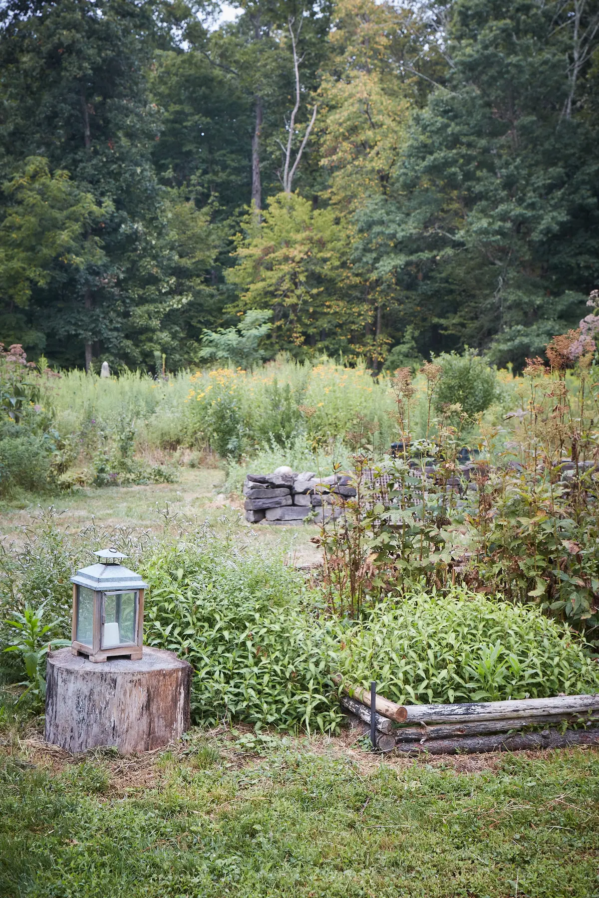 Садовод призывает полюбить сорняки