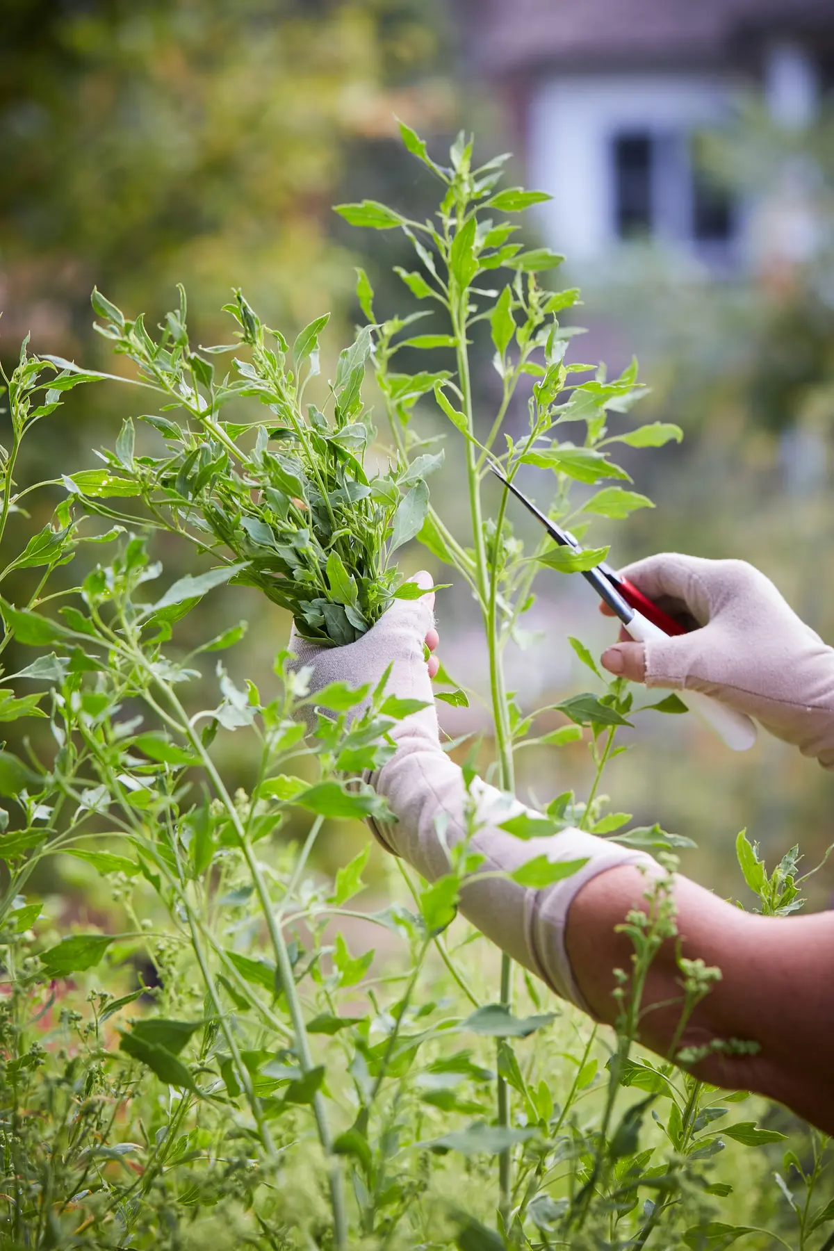 Садовод призывает полюбить сорняки