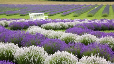 Безмятежный отдых на островной лавандовой ферме