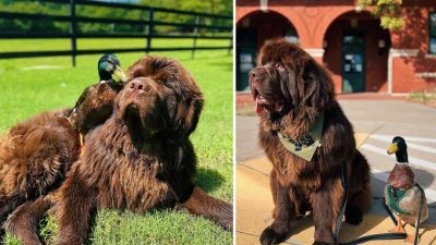 О многолетней дружбе своевольного селезня и огромного ньюфаунленда