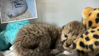 Котёнок гепарда был «усыновлён» новой семьёй гепардов в зоопарке
