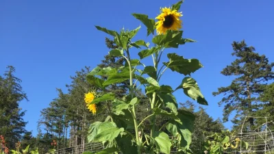 Чтобы получить богатый урожай, не выпалывайте в своём саду растения-«добровольцы»