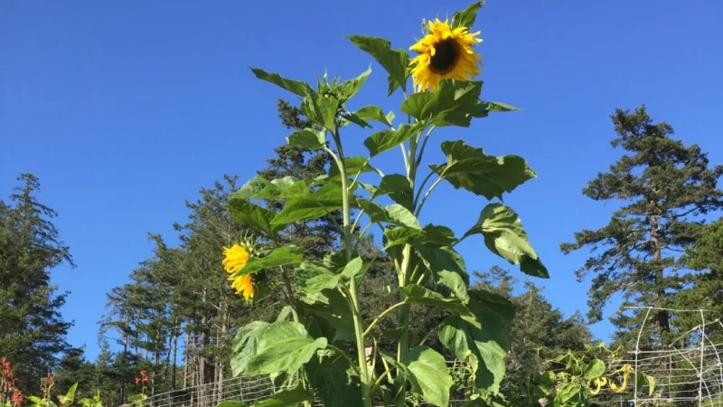 Чтобы получить богатый урожай, не выпалывайте в своём саду растения-«добровольцы» Подсолнух-доброволец высотой более 2 метров в саду автора. (Eric Lucas)
| Epoch Times Россия