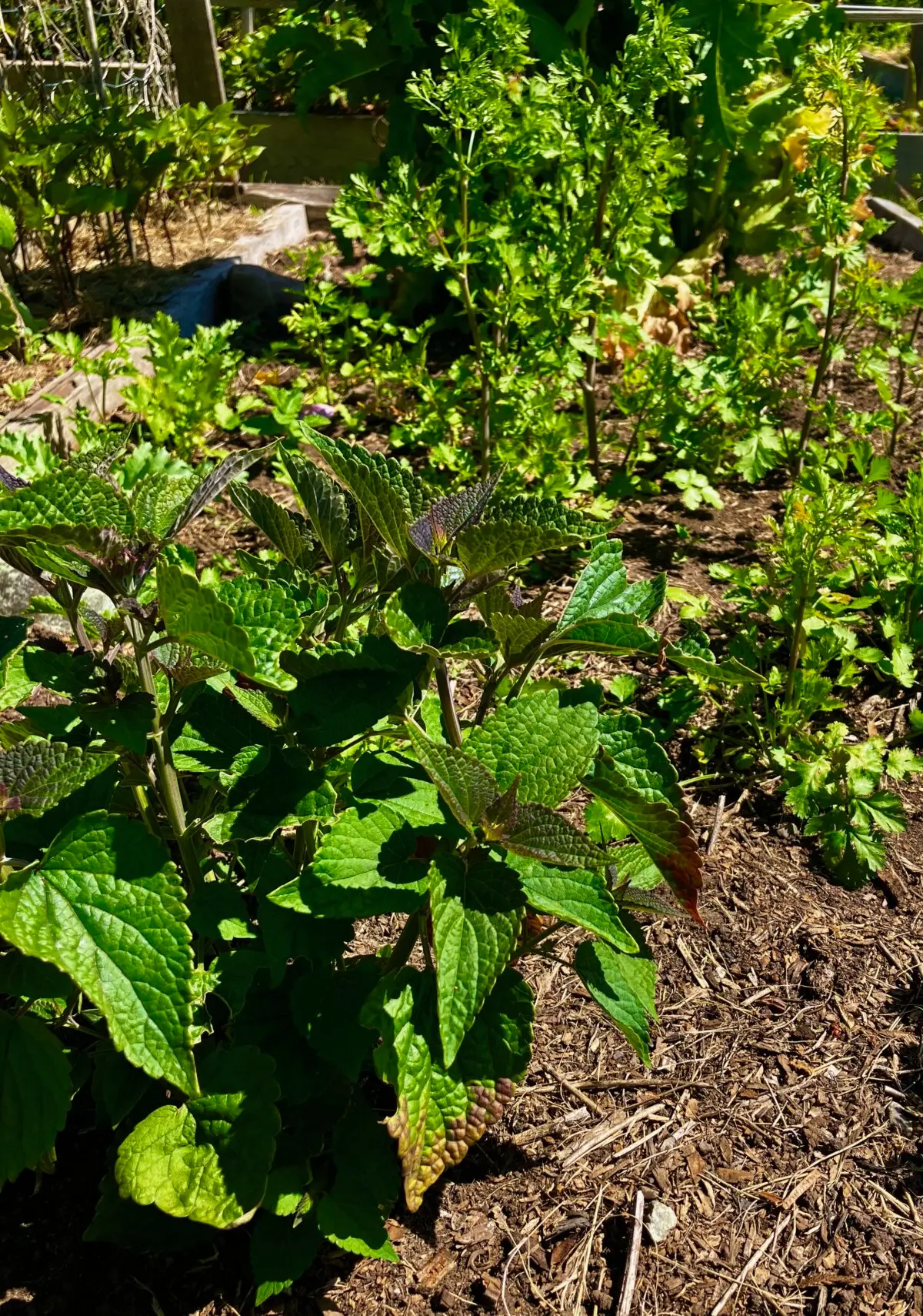 Анисовый иссоп и лес кинзы. (Eric Lucas) Чтобы получить богатый урожай, не выпалывайте в своём саду растения-«добровольцы»