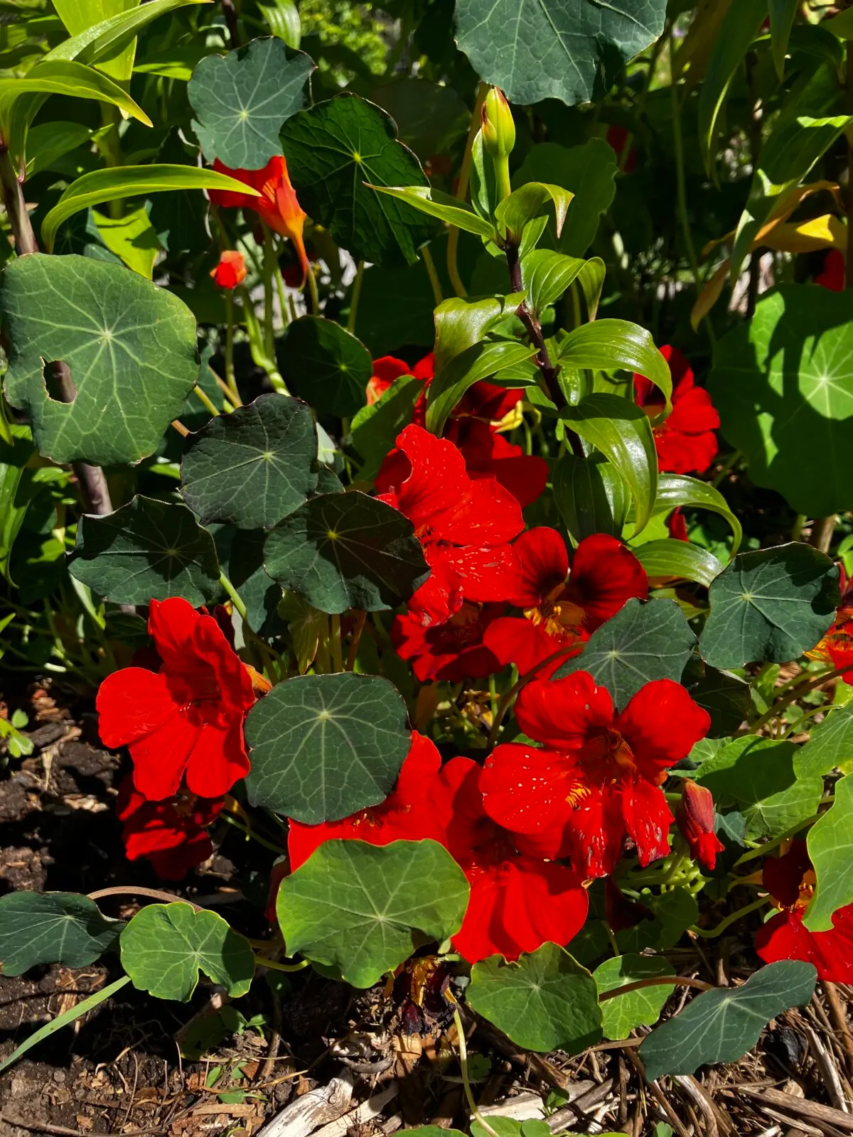 Настурции третьего поколения. (Eric Lucas) Чтобы получить богатый урожай, не выпалывайте в своём саду растения-«добровольцы»