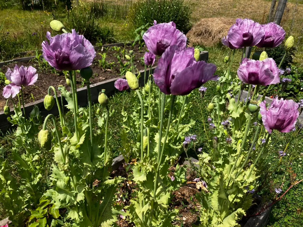 Фиолетовые маки, появившиеся в саду автора, казалось бы, из ниоткуда. (Eric Lucas) Чтобы получить богатый урожай, не выпалывайте в своём саду растения-«добровольцы»