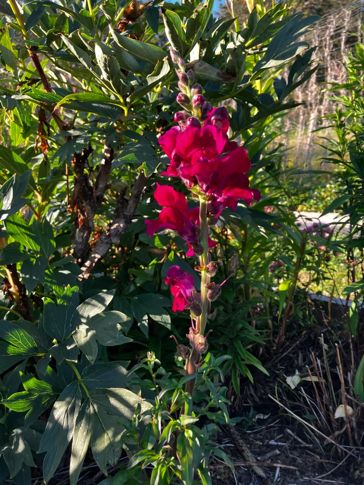 Сюрпризный львиный зев. (Eric Lucas) Чтобы получить богатый урожай, не выпалывайте в своём саду растения-«добровольцы»