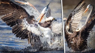 Кто победил: редчайшие снимки голубой цапли и скопы, сражающихся за рыбу