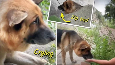 Туристы спасли брошенную собаку с завязанной пастью