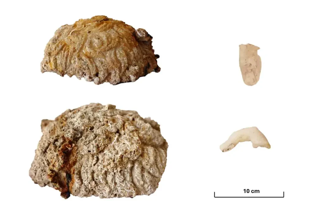 У берегов Греции обнаружен затонувший 2000 лет назад корабль с артефактами римской эпохи