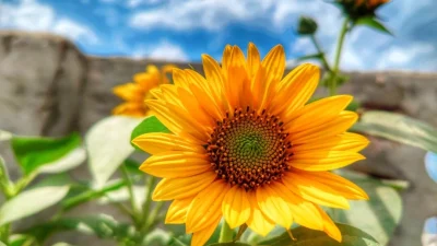 Лучшие съедобные покровные культуры для посадки