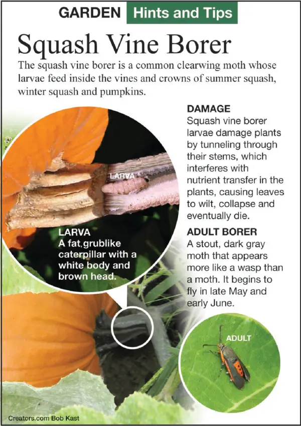 Как защитить сад от стеклянницы тыквенной