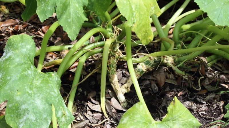 Если ваш кабачок или тыква увядают, это может быть вызвано нашествием кабачкового вредителя vine borer. (Jean Faucett/Shutterstock)
 | Epoch Times Россия