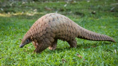 Непоколебимую мощь материнства преподала своим убийцам африканская панголина