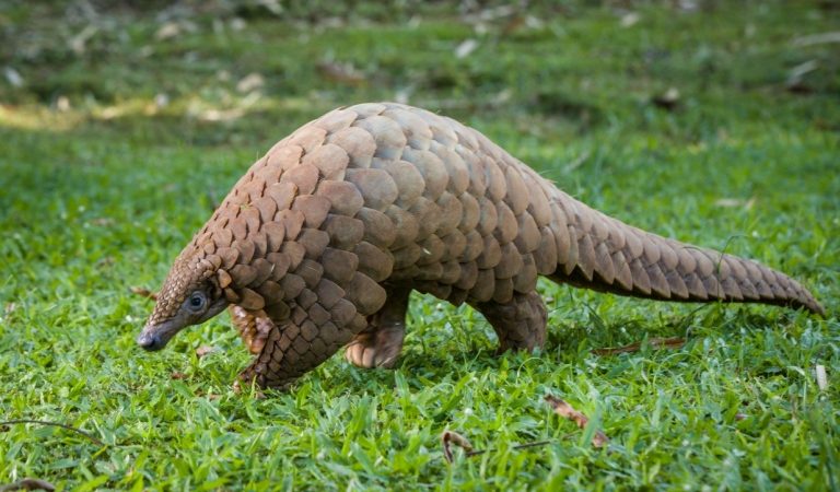 Непоколебимую мощь материнства преподала своим убийцам африканская панголина На африканском рынке прилавки ломятся от дичи: панголинов, крокодилов, гигантских ящериц и даже ланей, зебр и обезьян — животных, торговля и употребление которых запрещены во многих странах. (Shutterstock) | Epoch Times Россия