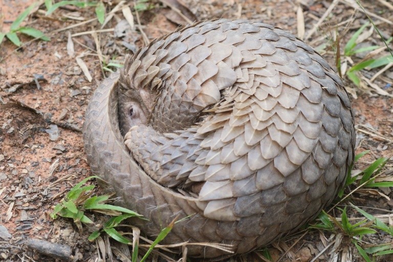 Панголины, попав в плен, инстинктивно сворачиваются в клубок от страха или для самозащиты. (Shutterstock) Непоколебимую мощь материнства преподала своим убийцам африканская панголина