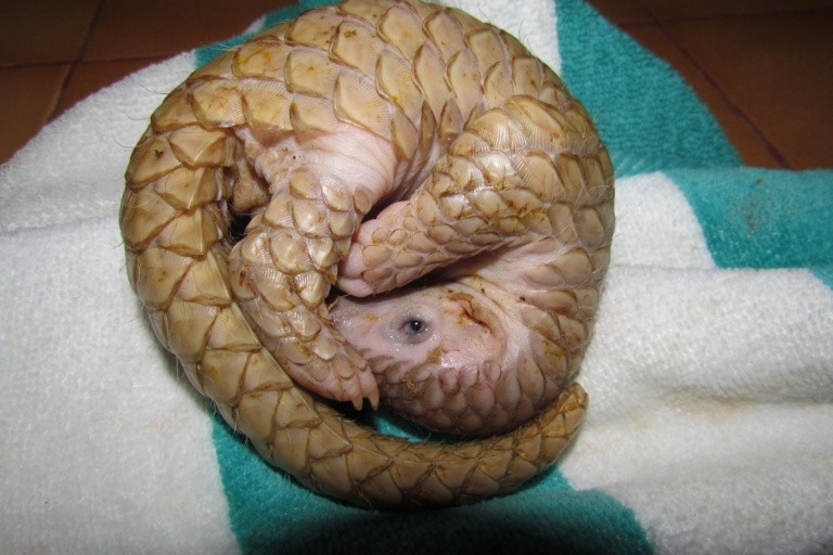 Когда панголин раскрылся, мы были ошеломлены, увидев крошечного полупрозрачного детёныша панголина, не больше мыши, прижавшегося к животу матери и соединённого с нею тонкой пуповиной. (Shutterstock) Непоколебимую мощь материнства преподала своим убийцам африканская панголина