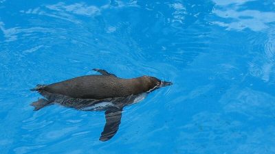 Пингвин сбежал из зоопарка и поселился в Чёрном море (видео)