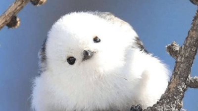 Сима-энага: крошечные птицы в Японии, похожие на ватные шарики