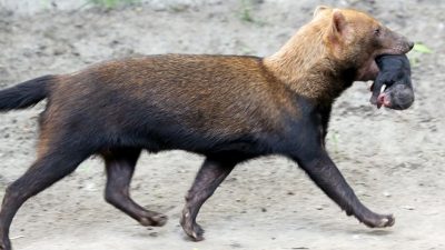 В Московском зоопарке родился детёныш кустарниковой собаки