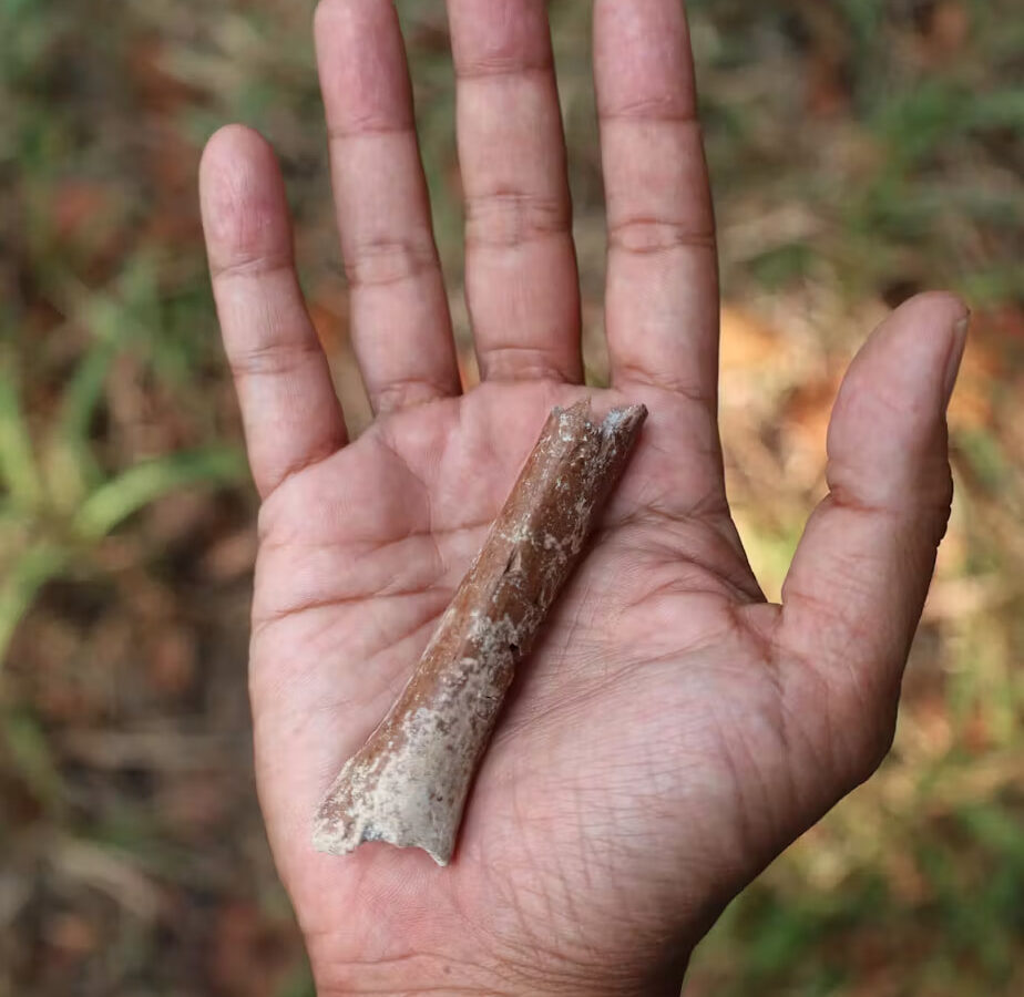 Крошечная ископаемая кость руки проливает свет на эволюцию древних индонезийских «хоббитов»