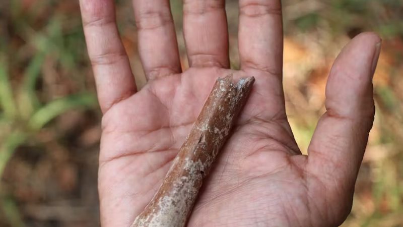 Фрагмент кости руки, раскопанный в 2013 году на стоянке Мата Менге. (Image: via Y. Kaifu)
 | Epoch Times Россия