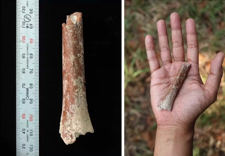 Крошечная ископаемая кость руки проливает свет на эволюцию древних индонезийских «хоббитов»