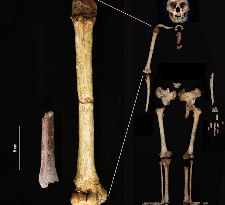 Крошечная ископаемая кость руки проливает свет на эволюцию древних индонезийских «хоббитов»