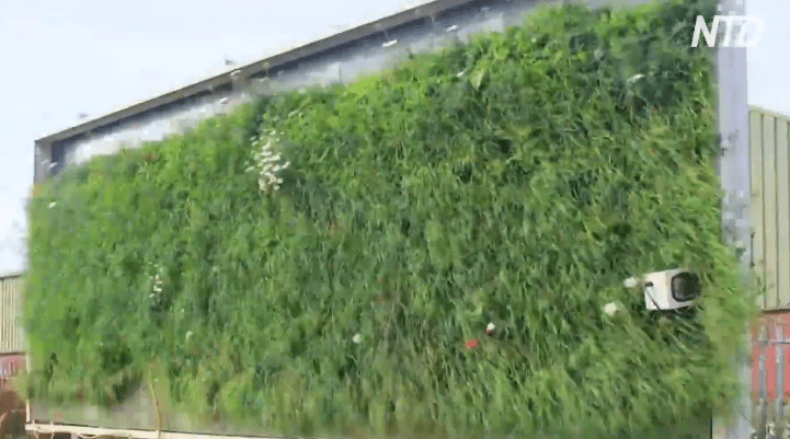 В британских городах создают вертикальные луга с полевыми травами и цветами