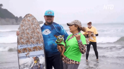 Собачий сёрфинг