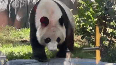 Большие панды из Китая приехали в зоопарк США